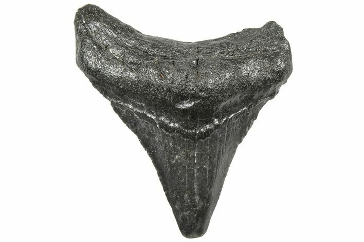 Juvenile Megalodon Tooth - South Carolina #308075